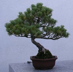 bonsai