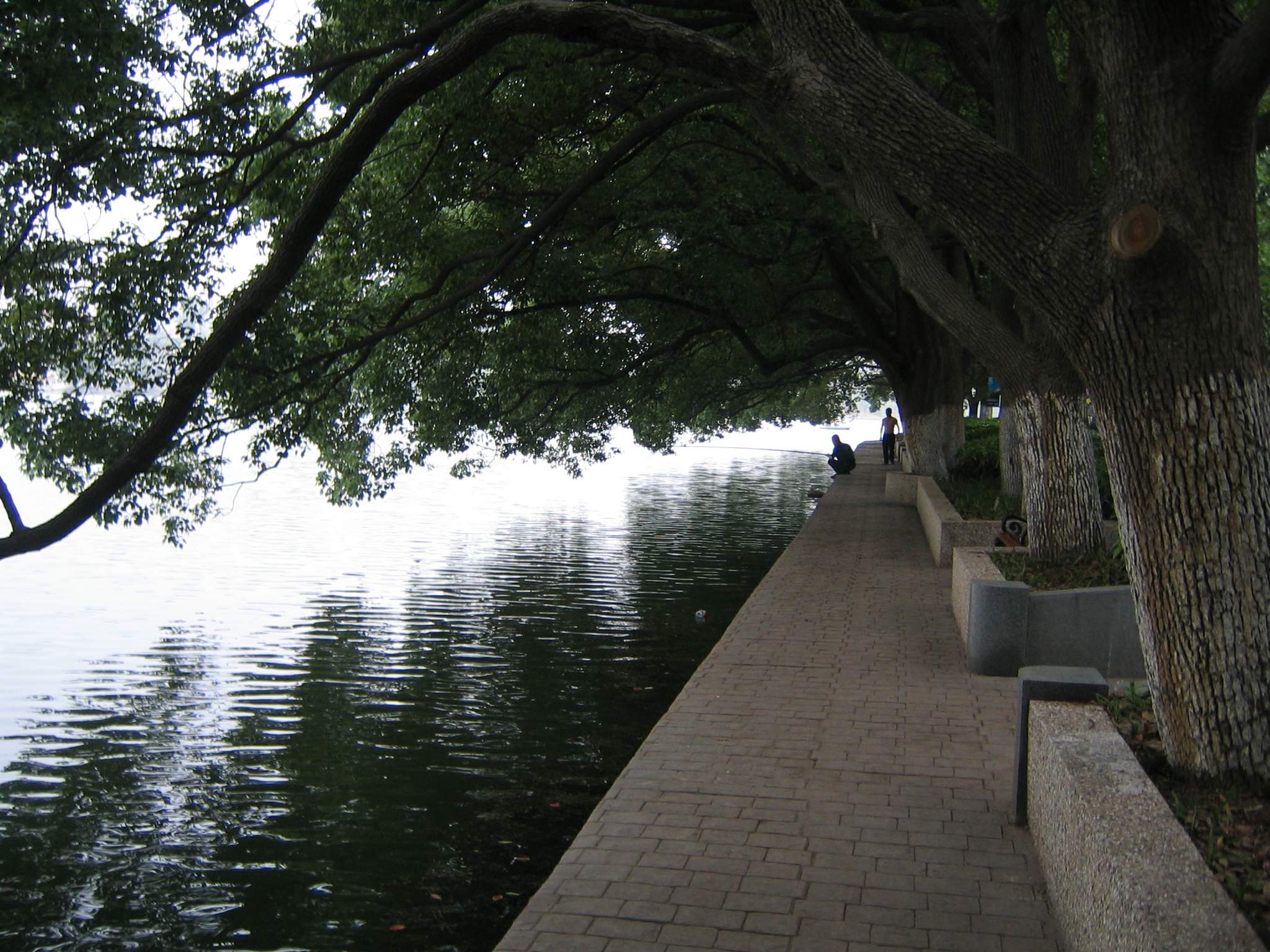 Pescando bajo los arboles